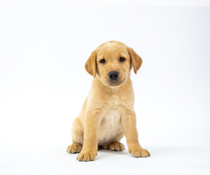 Golden Labrador Puppy for sale in MESA, AZ, USA