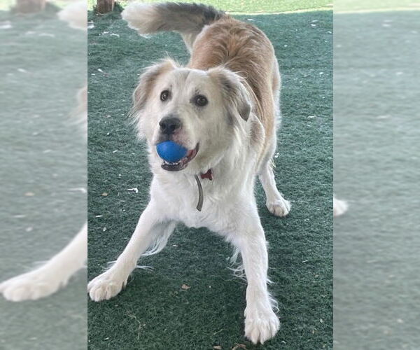 Medium Photo #4 Great Pyrenees-Unknown Mix Puppy For Sale in San Diego, CA, USA