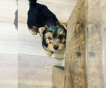 Small Photo #12 Yorkshire Terrier Puppy For Sale in SAN JACINTO, CA, USA