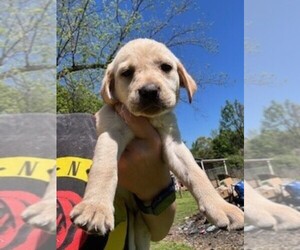 Labrador Retriever Puppy for Sale in MAYSVILLE, Georgia USA