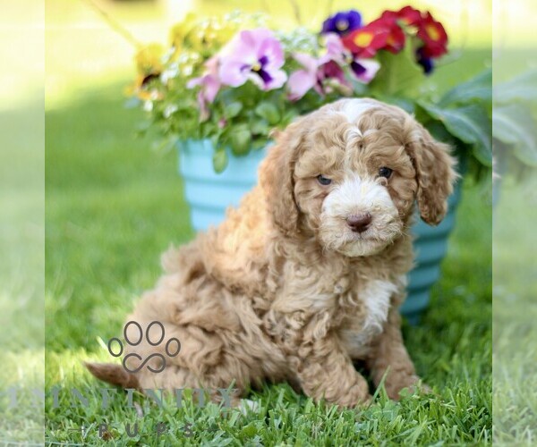 Medium Photo #4 Cavapoo (Miniature) Puppy For Sale in QUARRYVILLE, PA, USA