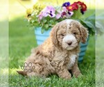 Small #3 Cavapoo (Miniature)