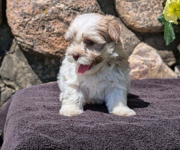 Medium Photo #13 Havanese Puppy For Sale in GOSHEN, IN, USA