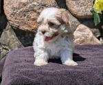 Small #12 Havanese