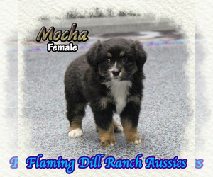 Miniature Australian Shepherd Puppy for sale in FORESTBURG, TX, USA