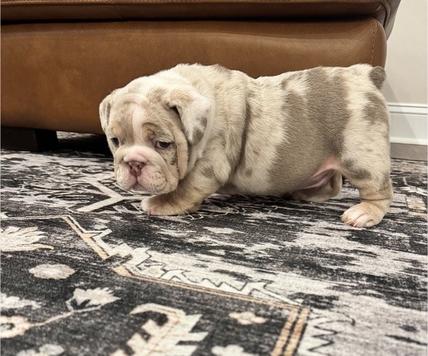 Medium Photo #1 English Bulldog Puppy For Sale in CLARKSVILLE, TN, USA