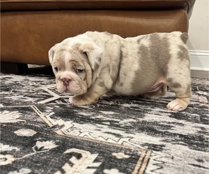 Medium English Bulldog