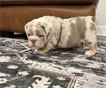 Puppy 1 English Bulldog