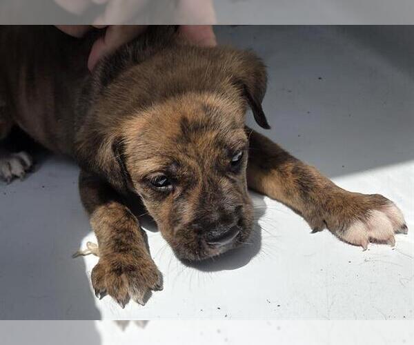 Medium Photo #1 Mutt Puppy For Sale in Houston, TX, USA