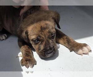 Mutt Dogs for adoption in Houston, TX, USA