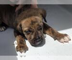 Small Mutt