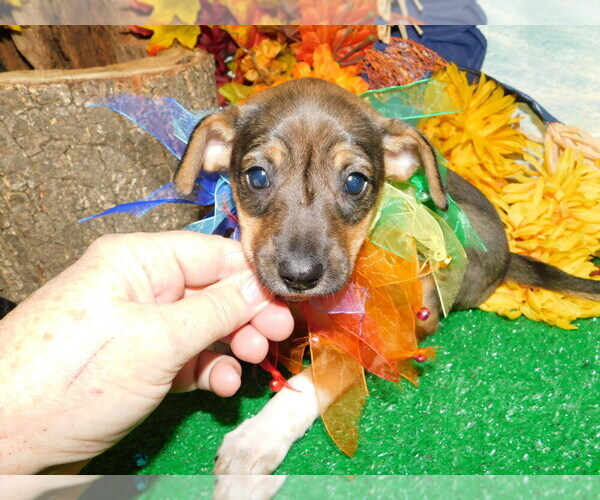 Medium Photo #7 Border-Aussie-Jack-Rat Terrier Mix Puppy For Sale in HAMMOND, IN, USA