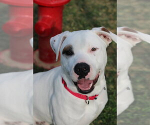 American Pit Bull Terrier-Unknown Mix Dogs for adoption in Evansville, IN, USA