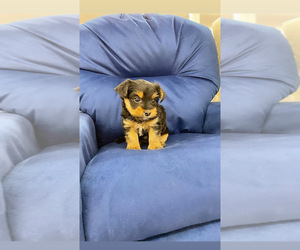 Yorkshire Terrier Puppy for sale in ACAMPO, CA, USA