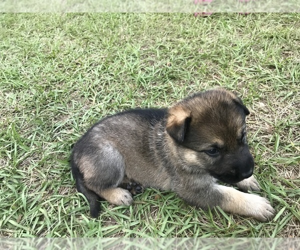Medium Photo #5 German Shepherd Dog Puppy For Sale in ZEPHYRHILLS, FL, USA