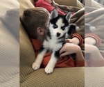 Small #4 Pomsky
