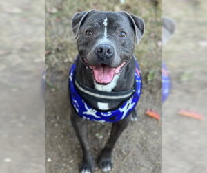 Mutt Dogs for adoption in Ventura, CA, USA
