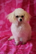 Small Photo #4 Poodle (Toy) Puppy For Sale in GRAY, LA, USA