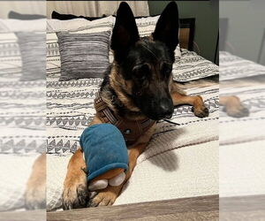 German Shepherd Dog Dogs for adoption in Rustburg, VA, USA