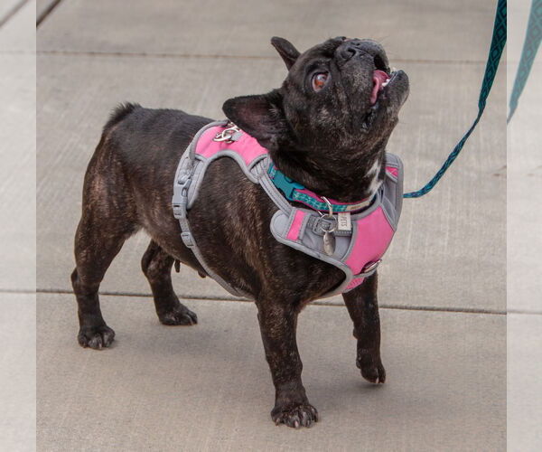 Medium Photo #7 French Bulldog Puppy For Sale in San Jose, CA, USA