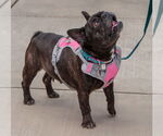 Small #6 French Bulldog