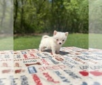Small #1 Pomsky
