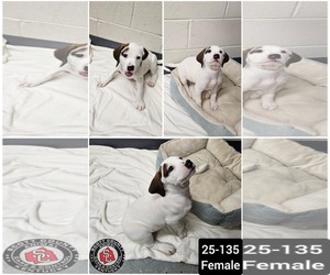 Boxer-Coonhound Mix Dogs for adoption in Georgetown, KY, USA