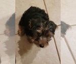 Small Photo #26 Yorkshire Terrier Puppy For Sale in HUDDLESTON, VA, USA