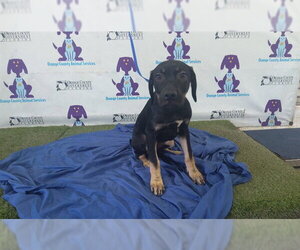 Labrador Retriever-Unknown Mix Dogs for adoption in Orlando, FL, USA