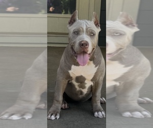 American Bully Puppy for sale in FRANKLIN, KY, USA