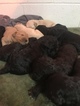 Small Photo #2 Goldendoodle Puppy For Sale in GEORGETOWN, TN, USA