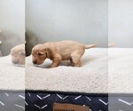 Small Photo #2 Golden Retriever Puppy For Sale in SCANDIA, MN, USA
