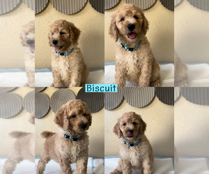 Poodle (Standard) Puppy for Sale in EXETER, California USA