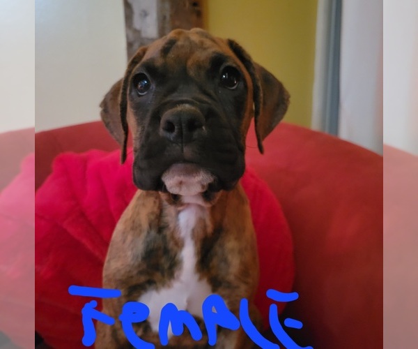 View Ad Boxer Puppy for Sale near New Hampshire, WINDHAM, USA. ADN549518