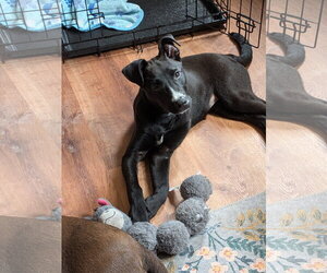 Mutt Dogs for adoption in Mount Laurel, NJ, USA