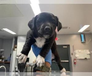 Mutt Dogs for adoption in Riverside, CA, USA