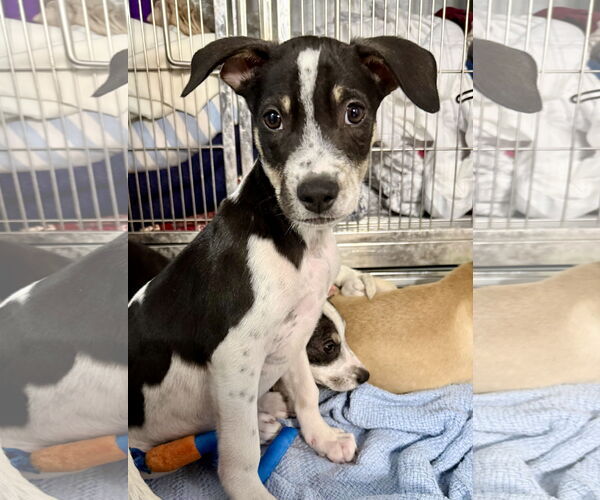 Medium Photo #5 Lab-Pointer Puppy For Sale in Jefferson, NJ, USA