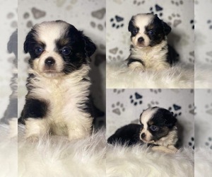 Miniature Australian Shepherd Puppy for sale in BROOKER, FL, USA