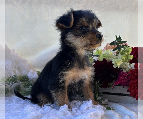 Medium Photo #10 Yorkshire Terrier Puppy For Sale in ROCK STREAM, NY, USA