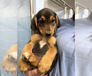 Hans - Male Australian Shepherd-Unknown Mix Dog for Adoption - Photo #3