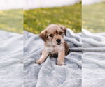 Small #5 Cairn Terrier Mix