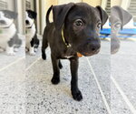 Small Labrador Retriever Mix
