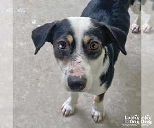 Labbe Dogs for adoption in Washington, DC, USA