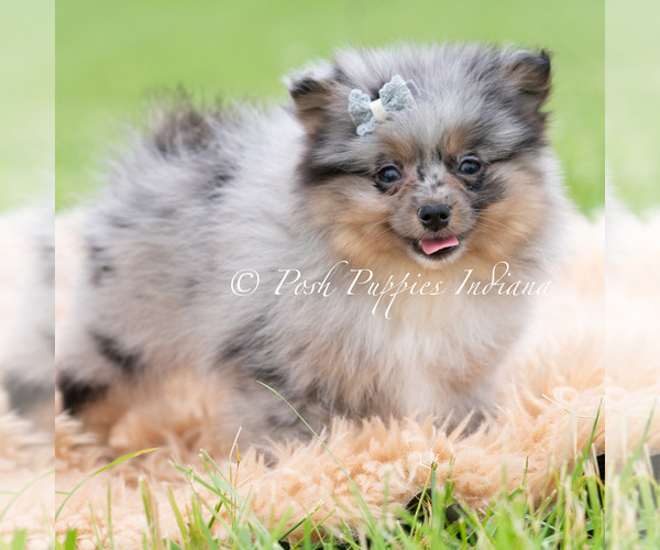 Medium Photo #4 Pomeranian Puppy For Sale in WARSAW, IN, USA