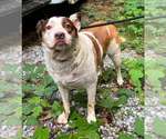 Ark - Male Mutt Dog for Adoption - Small photo
