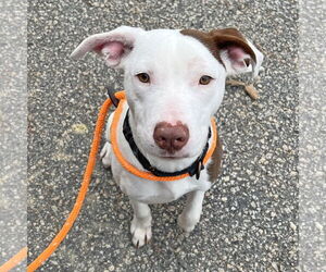 Pointer-Unknown Mix Dogs for adoption in McCormick, SC, USA