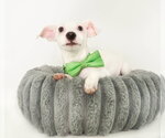 Small #3 Chihuahua Mix