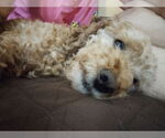 Small #7 Poodle (Miniature)