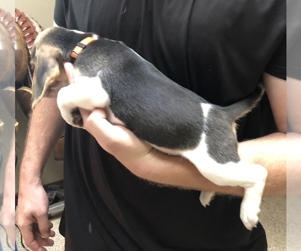 Medium Photo #6 Beagle Puppy For Sale in RED OAK, OK, USA