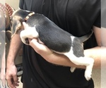 Small Photo #6 Beagle Puppy For Sale in RED OAK, OK, USA